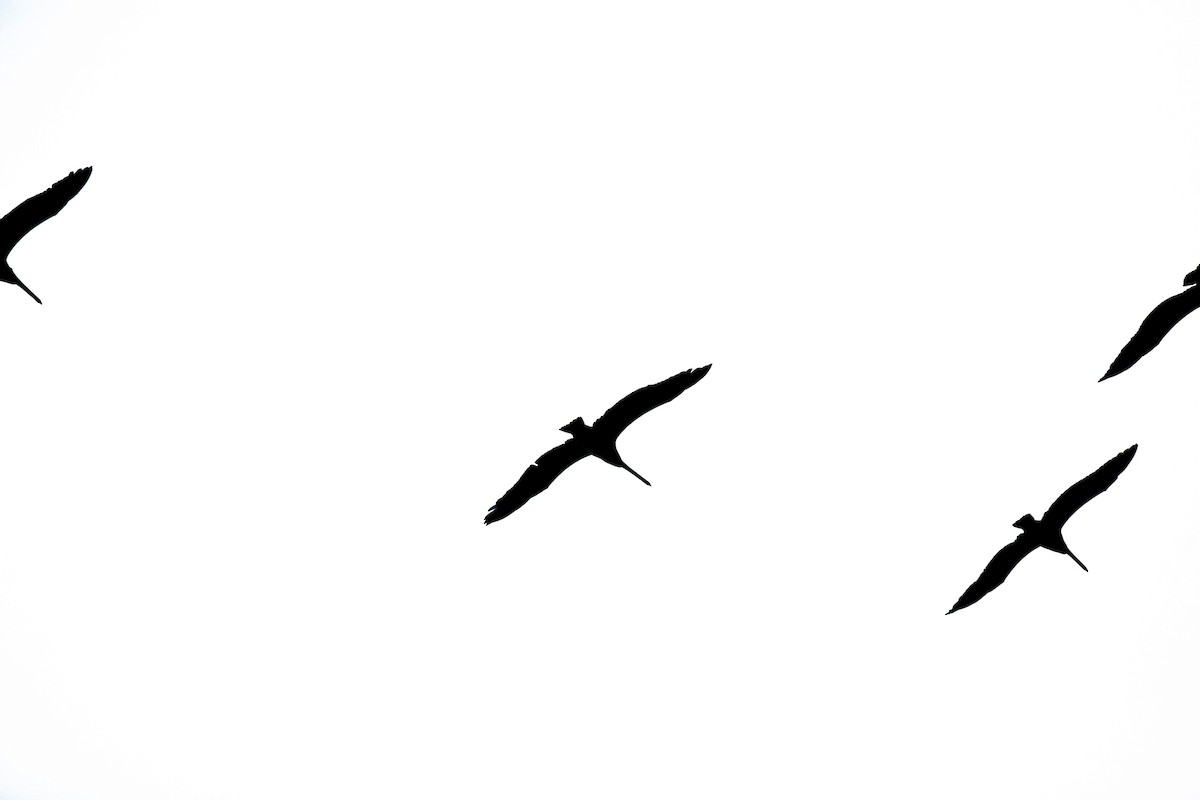 Brown Pelican - ML647215776