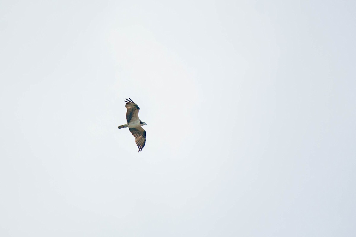 Osprey - ML647215780