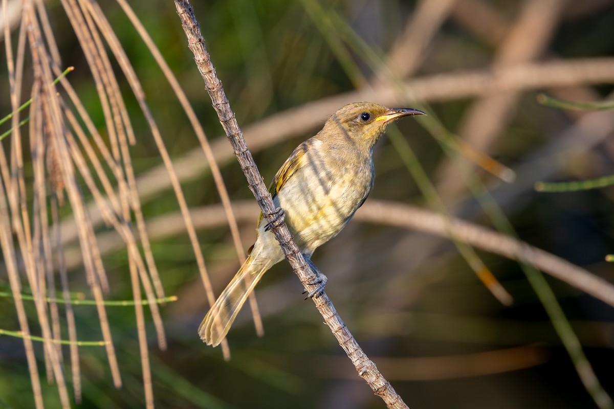 Brown Honeyeater - ML647215784