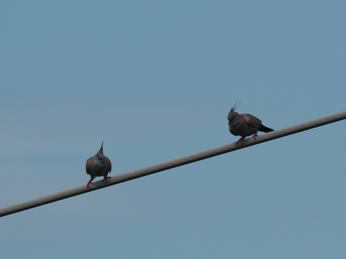 Spitzschopftaube - ML647215797