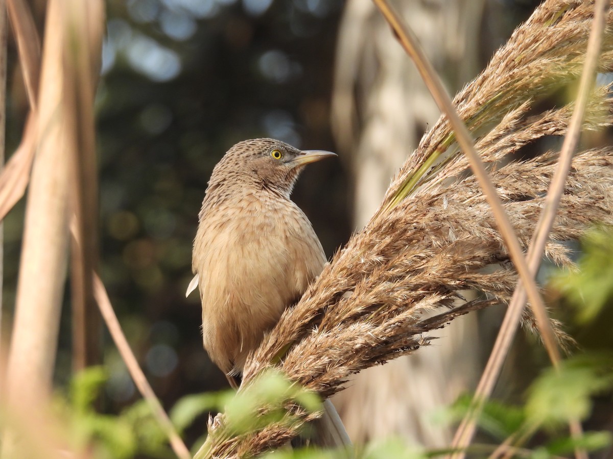 Striated Babbler - ML647215800