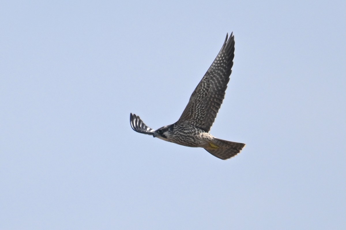 Peregrine Falcon - ML647215801