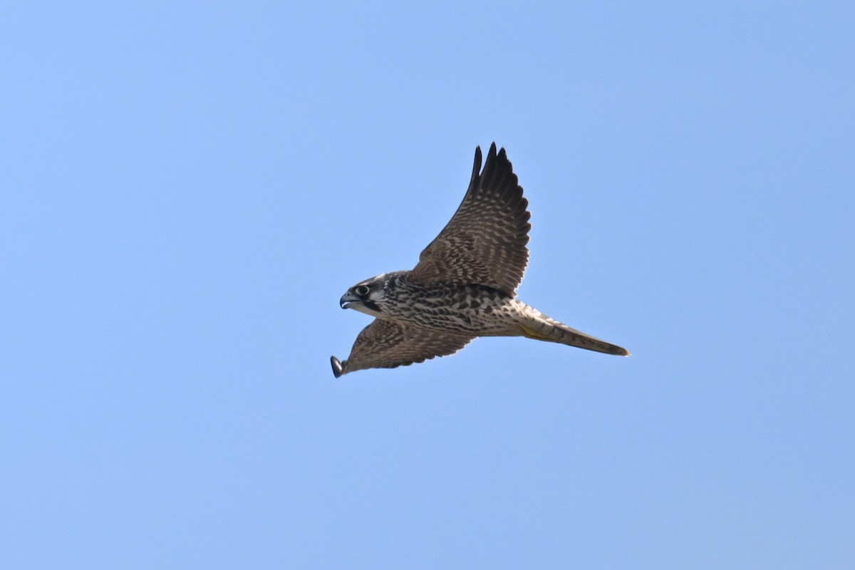 Peregrine Falcon - ML647215802