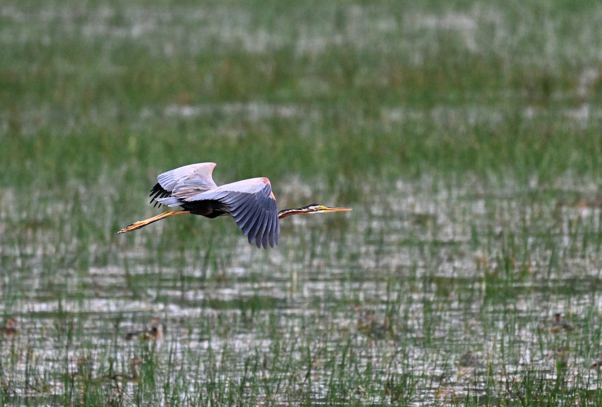 Purple Heron - ML647215812