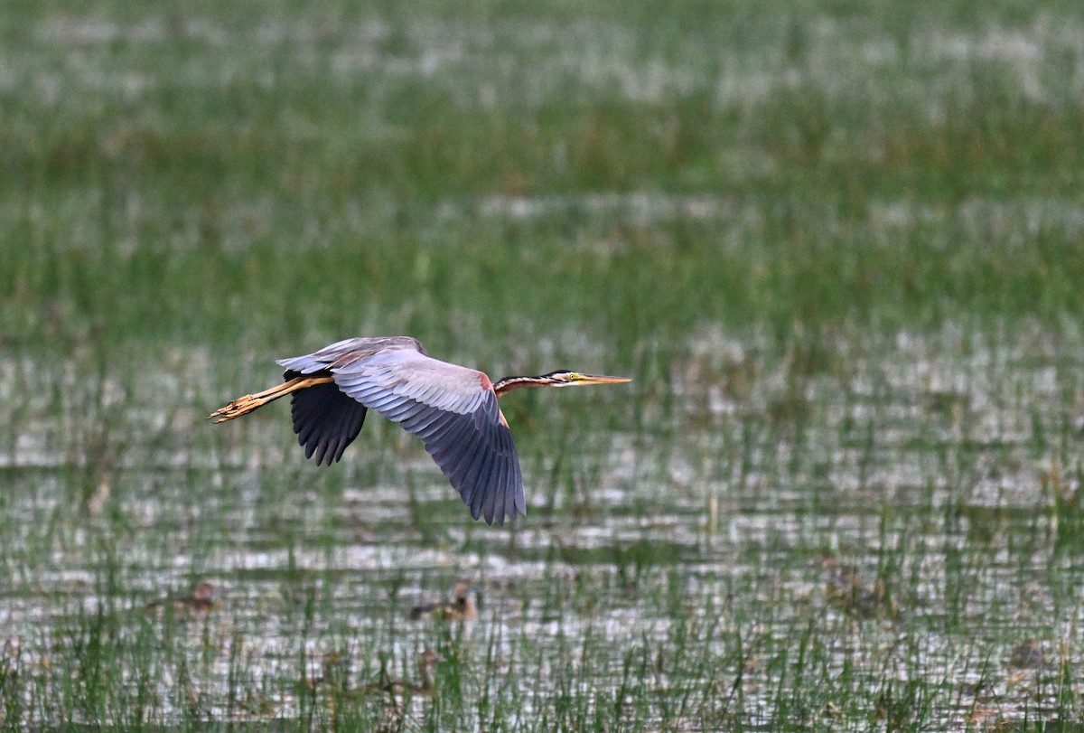 Purple Heron - ML647215814