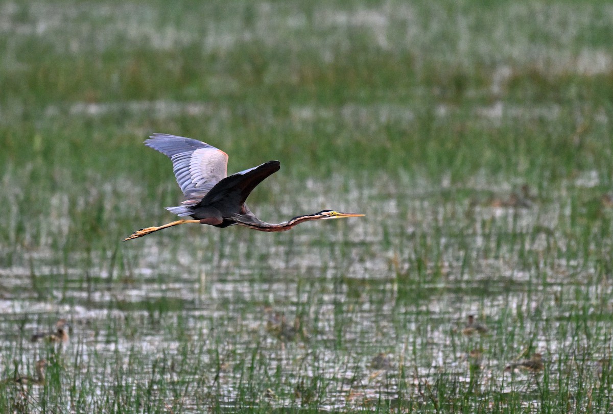 Purple Heron - ML647215815