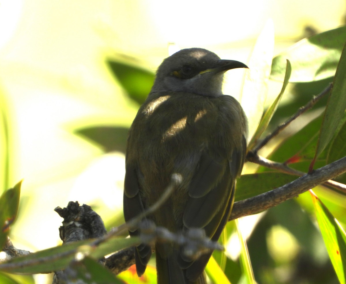 Brown Honeyeater - ML647215817
