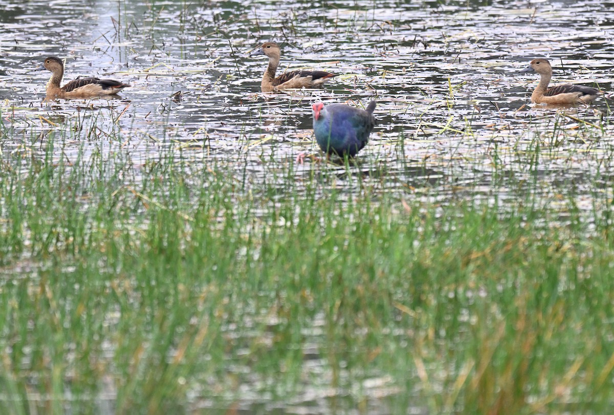Lesser Whistling-Duck - ML647215821
