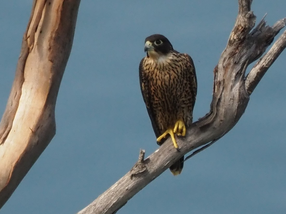 Peregrine Falcon - ML647215837