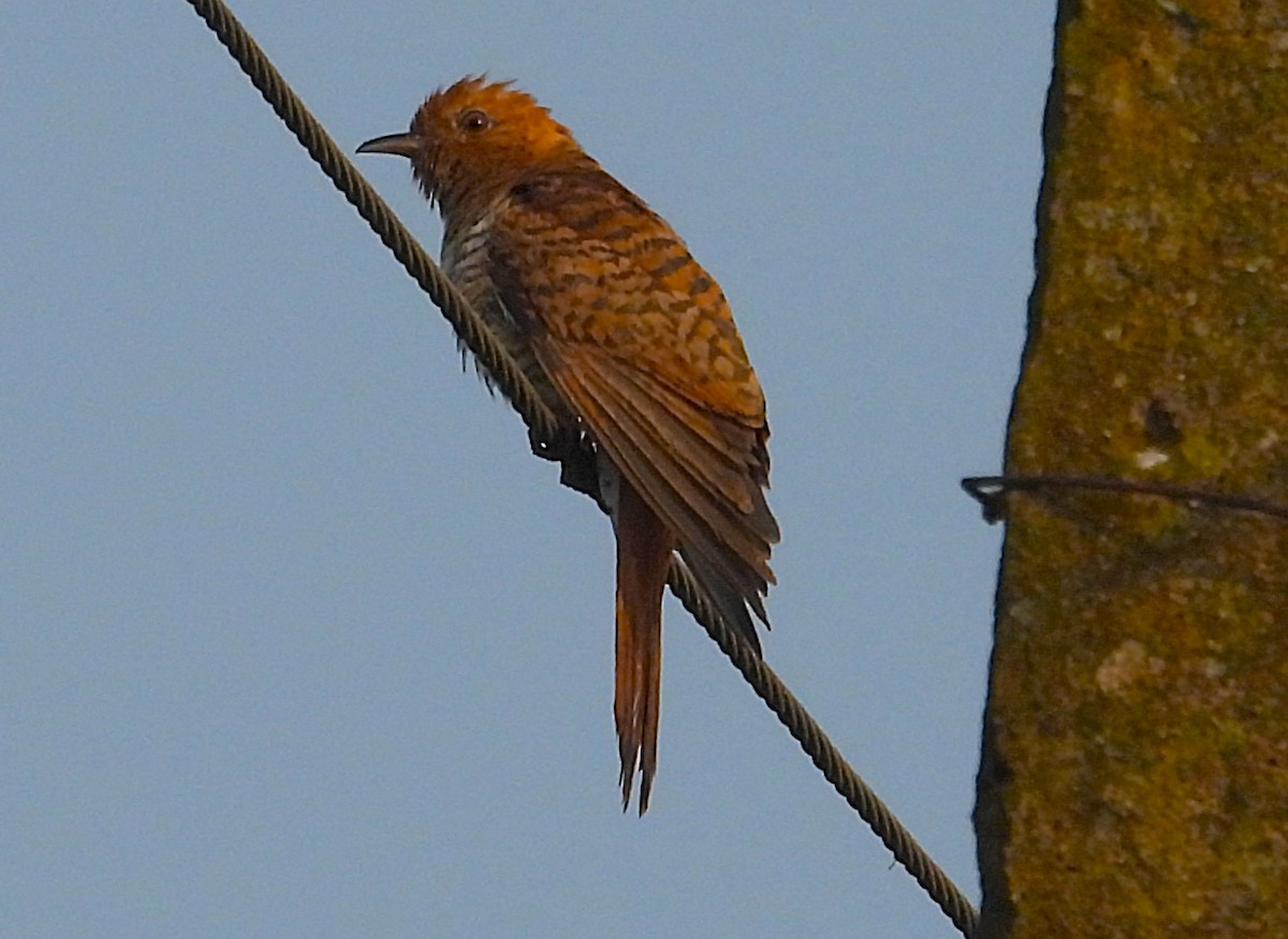 kukačka šedobřichá - ML647215839