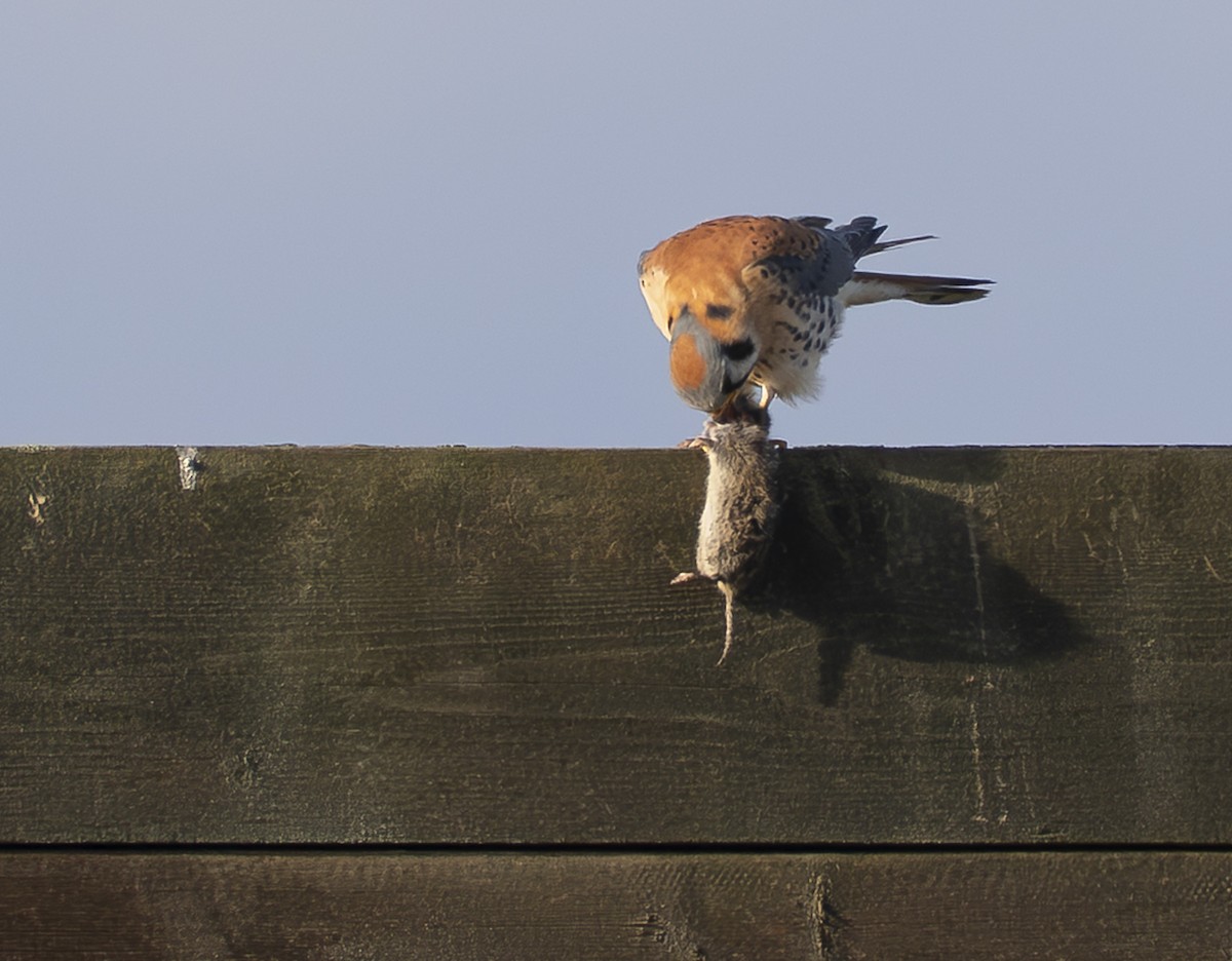 Боривітер американський - ML647215856