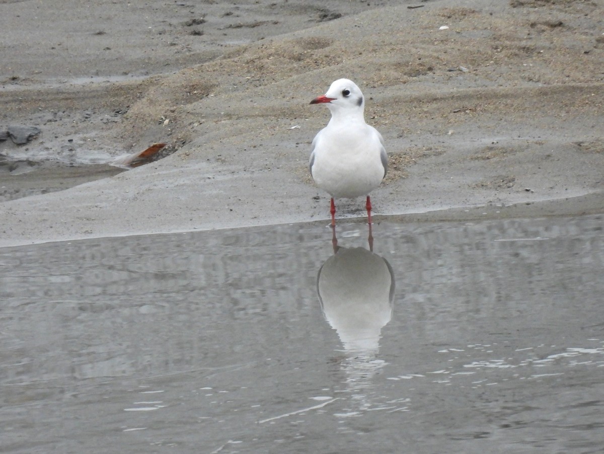 Хүрэн толгойт цахлай - ML647215861