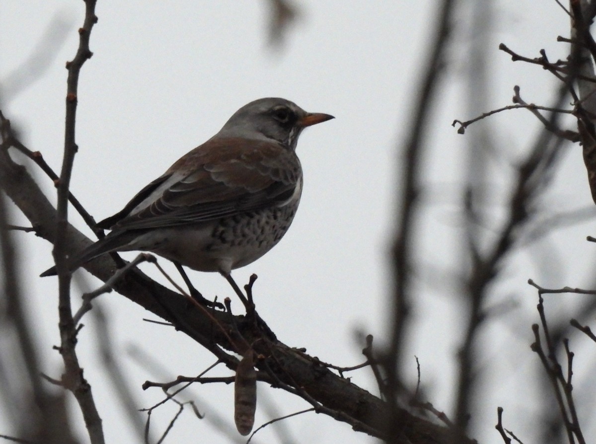 Дуулгат хөөндэй - ML647215873