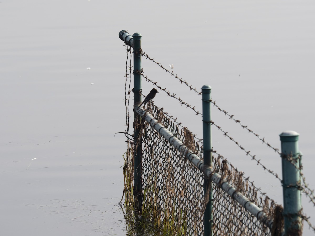 Black Phoebe - ML647215875