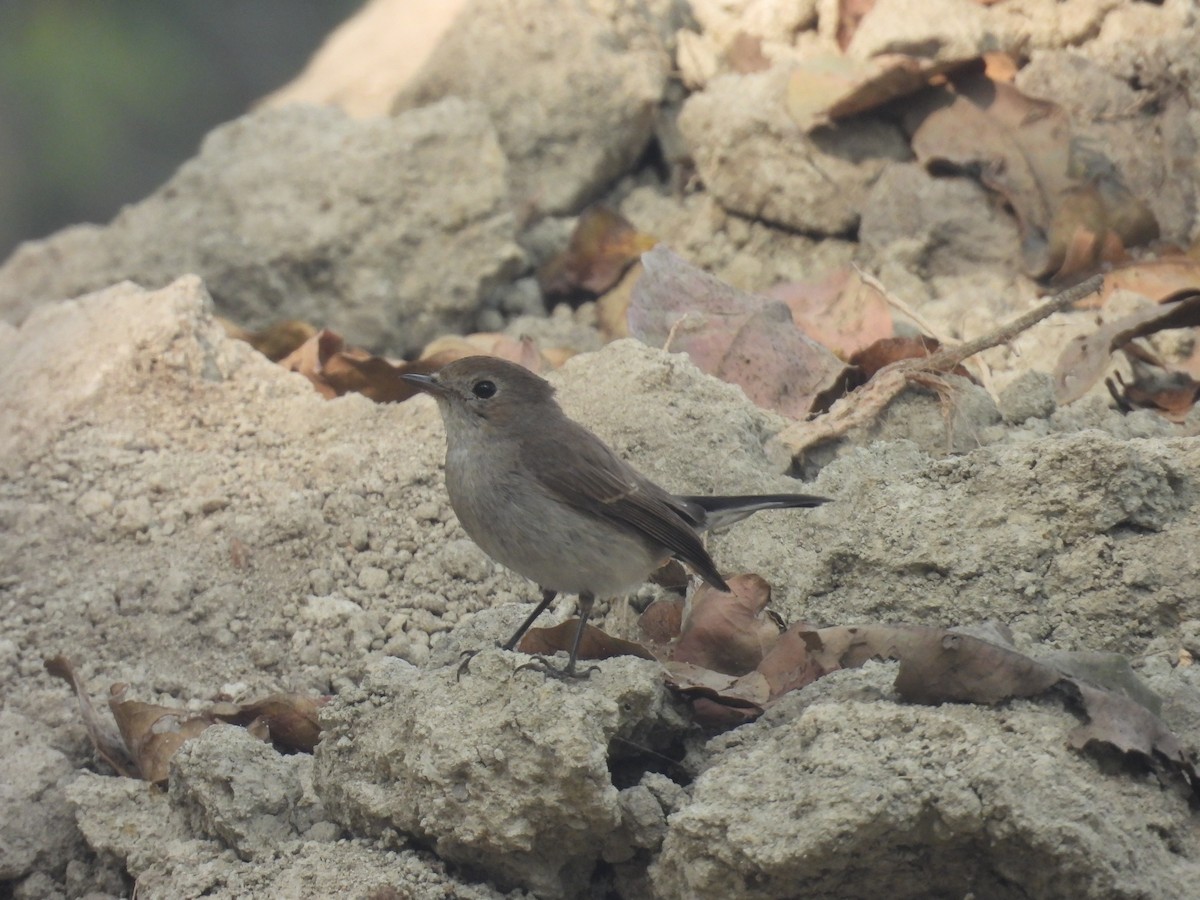 Taiga/Red-breasted Flycatcher - ML647215878