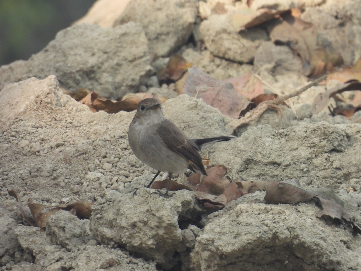Taiga/Red-breasted Flycatcher - ML647215879