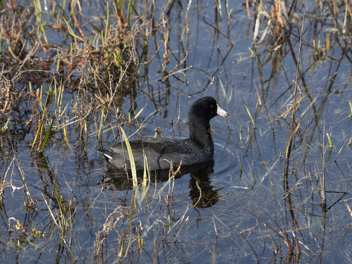 Kopetazuri amerikarra - ML647215887