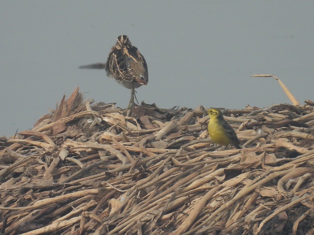 Citrine Wagtail - ML647215892