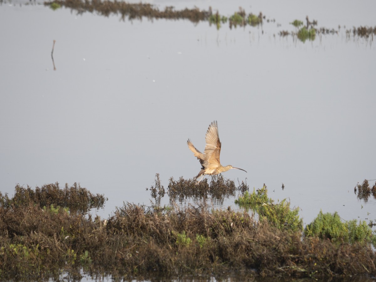 Кульон американський - ML647215894