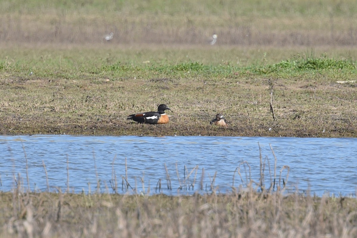 Галагаз австралійський - ML647215895