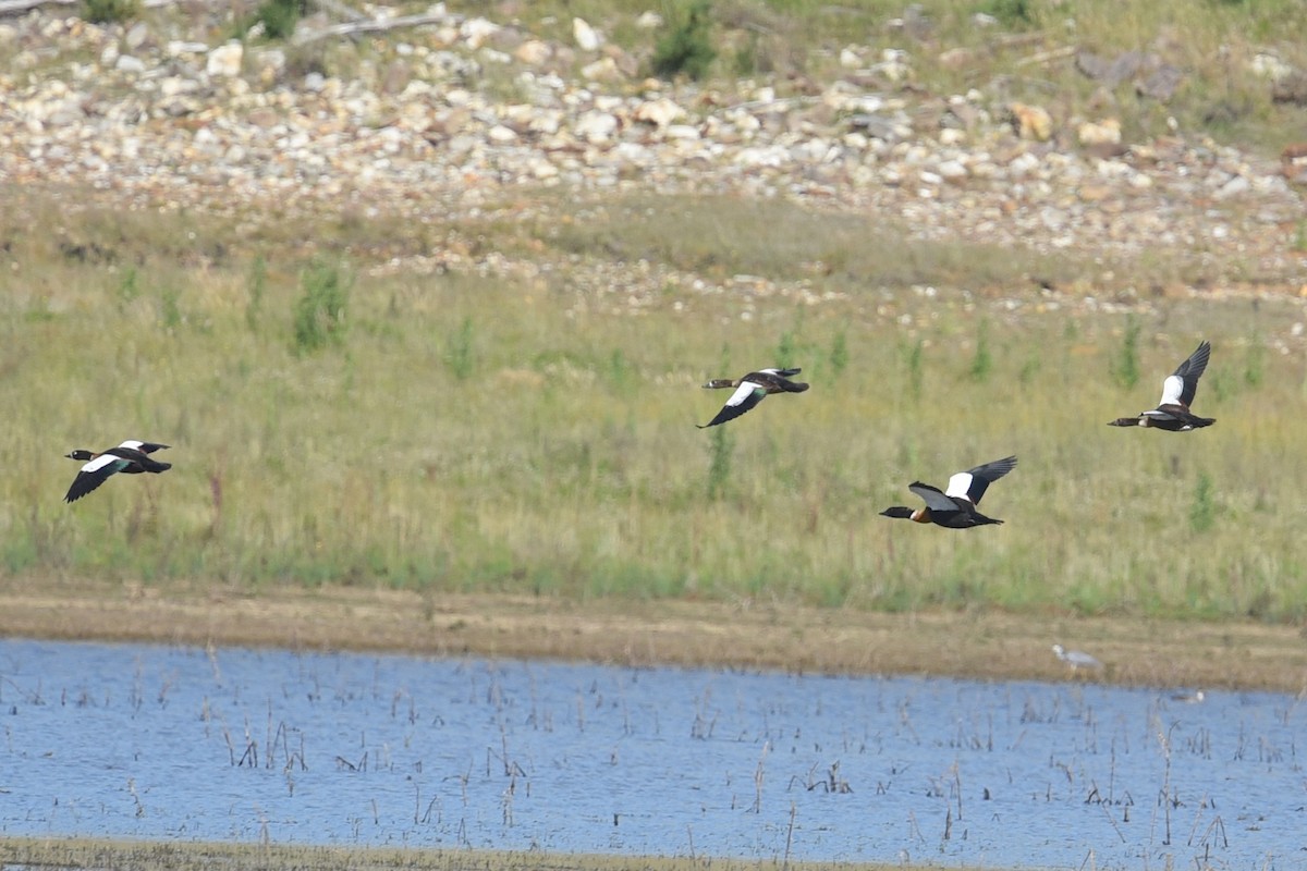 Галагаз австралійський - ML647215896