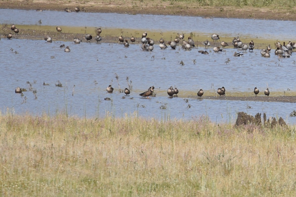 Ahate mokozabal australiarra - ML647215899