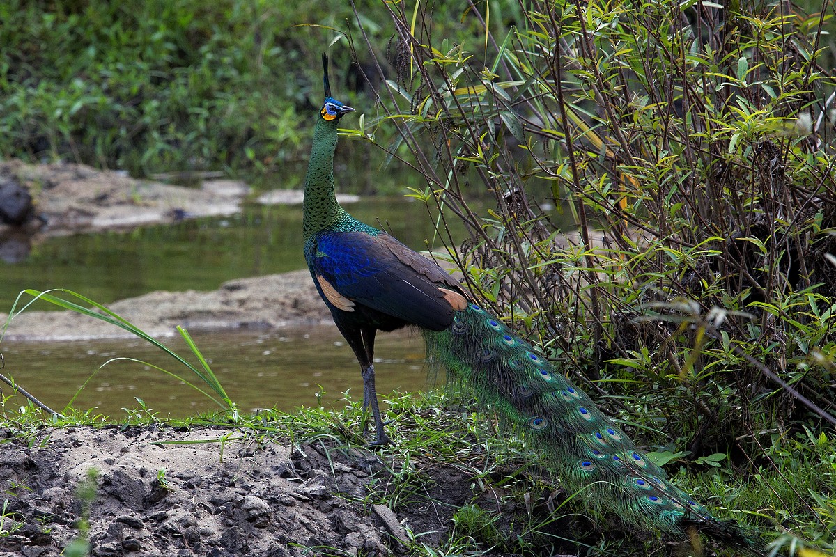 Павич синьокрилий - ML647215905