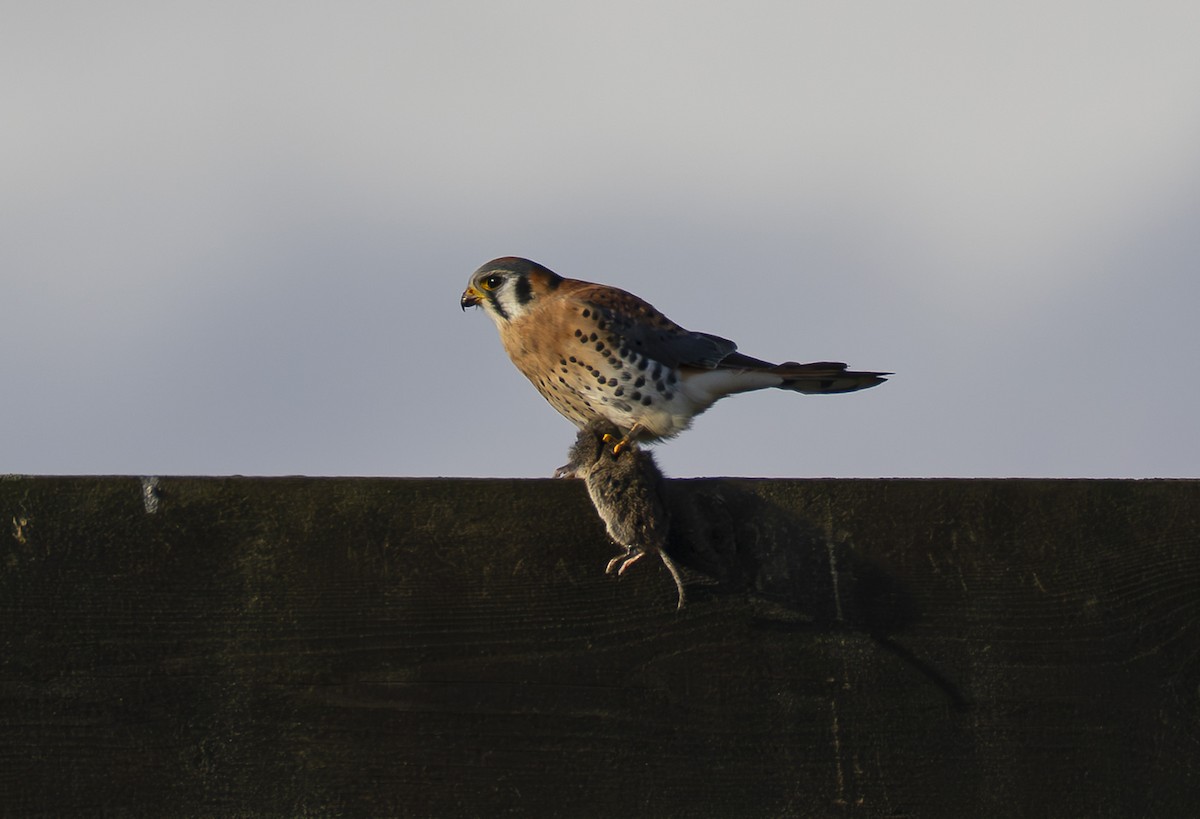 Боривітер американський - ML647215911