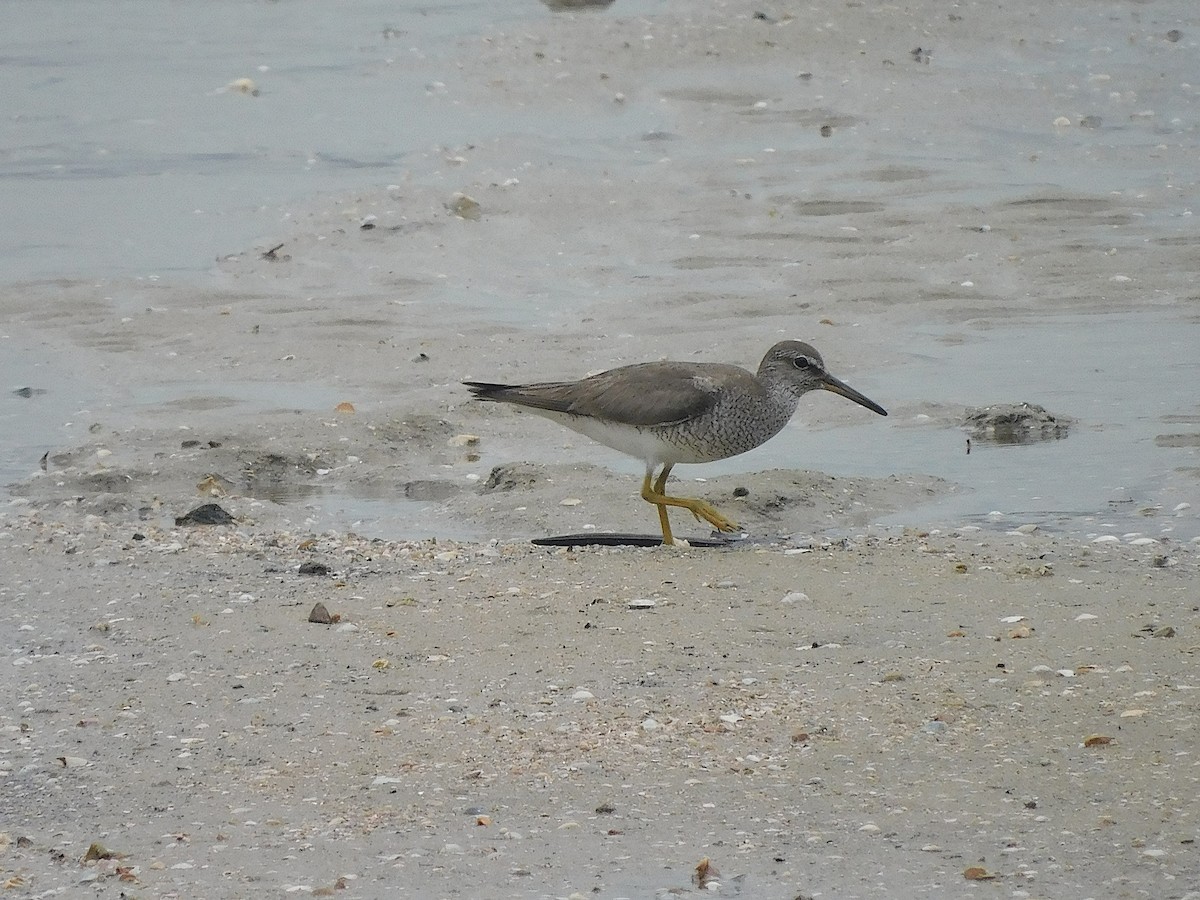 Chevalier de Sibérie - ML647215912