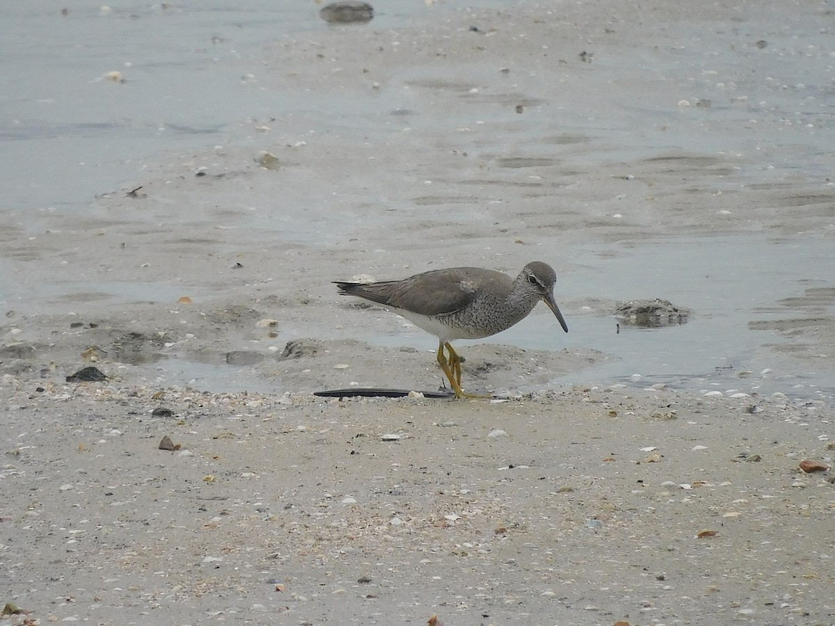 Chevalier de Sibérie - ML647215913