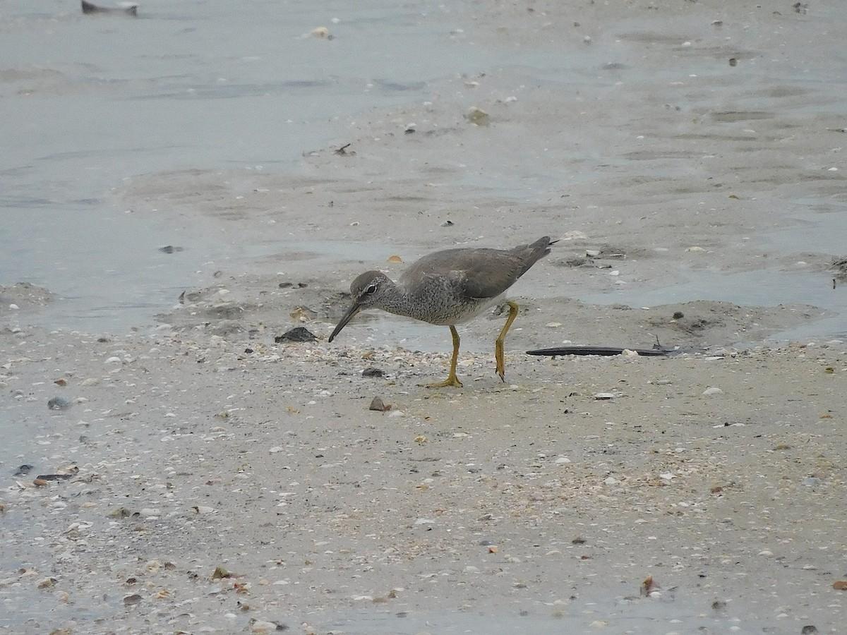 Chevalier de Sibérie - ML647215914