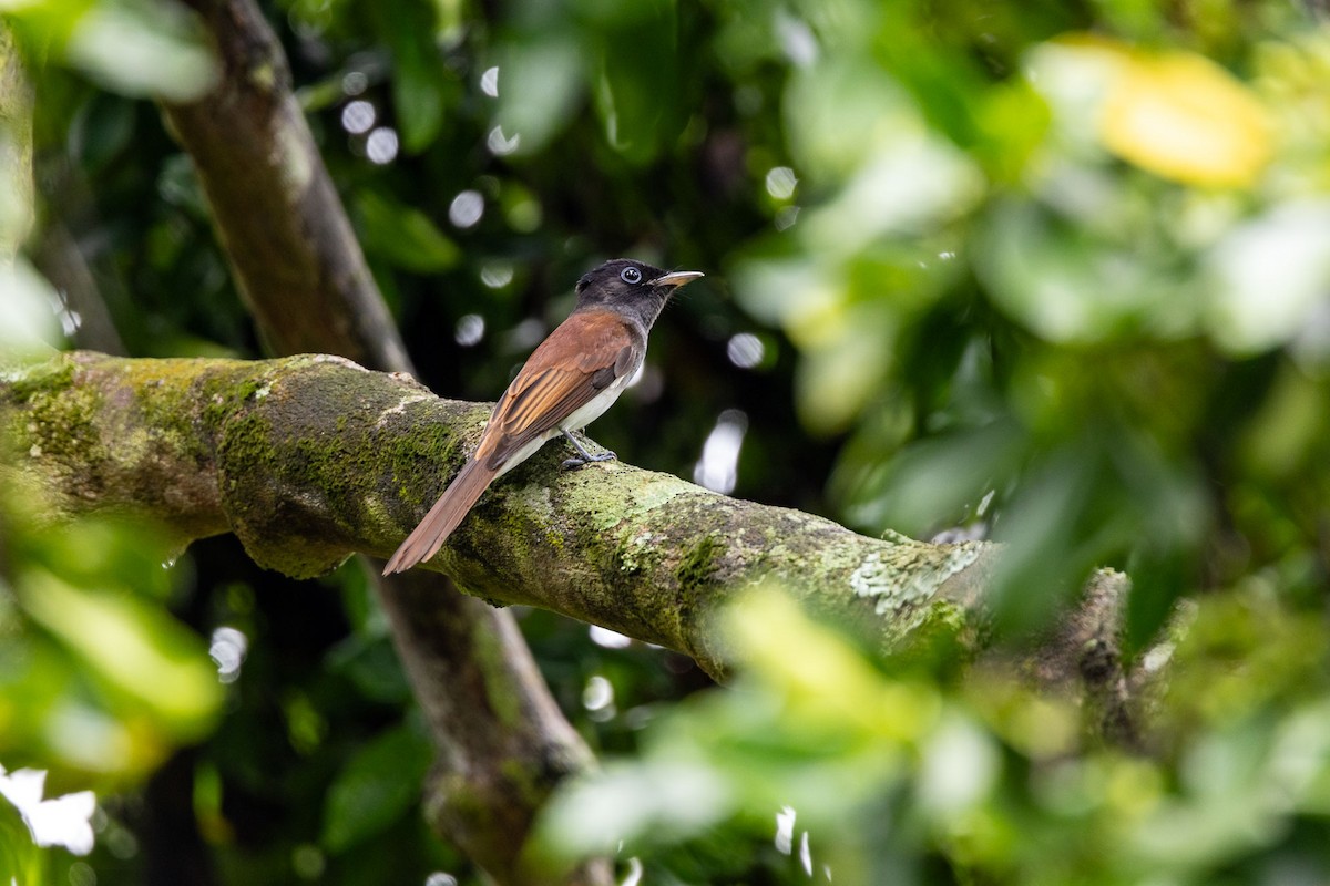 紫綬帶 - ML647215920