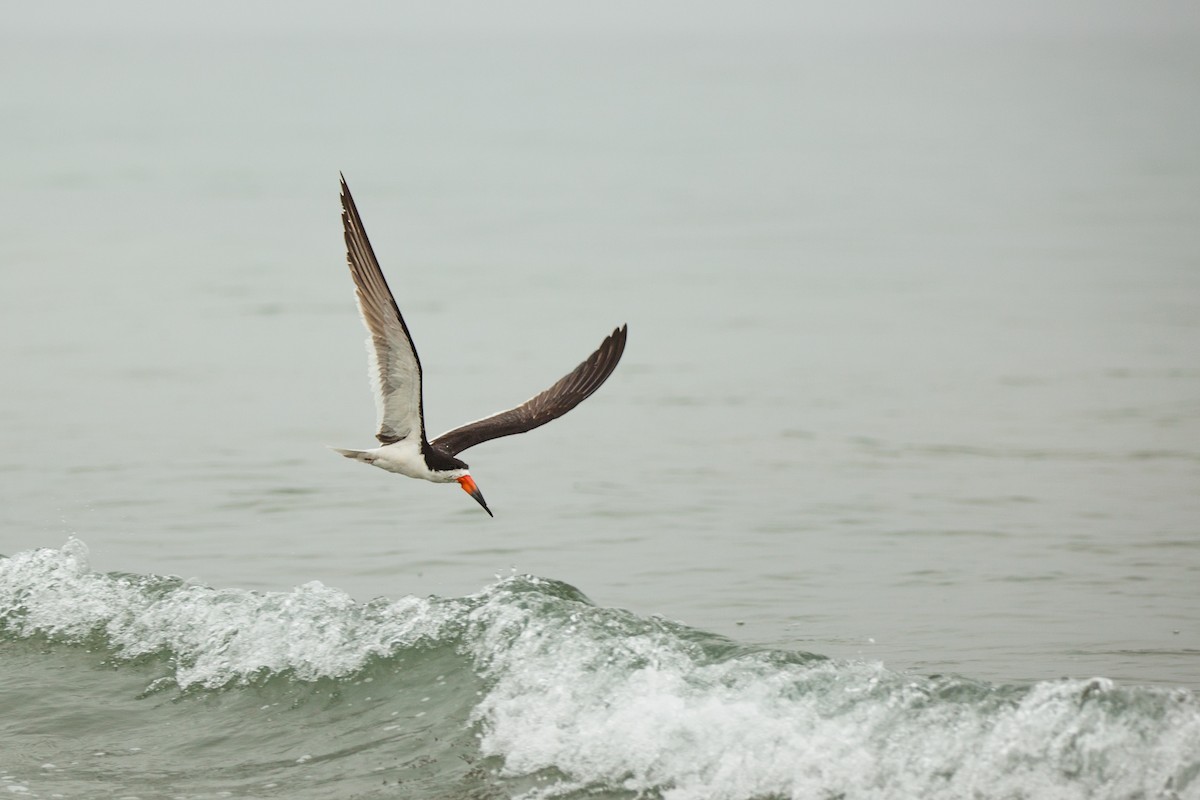 Black Skimmer - ML647215922