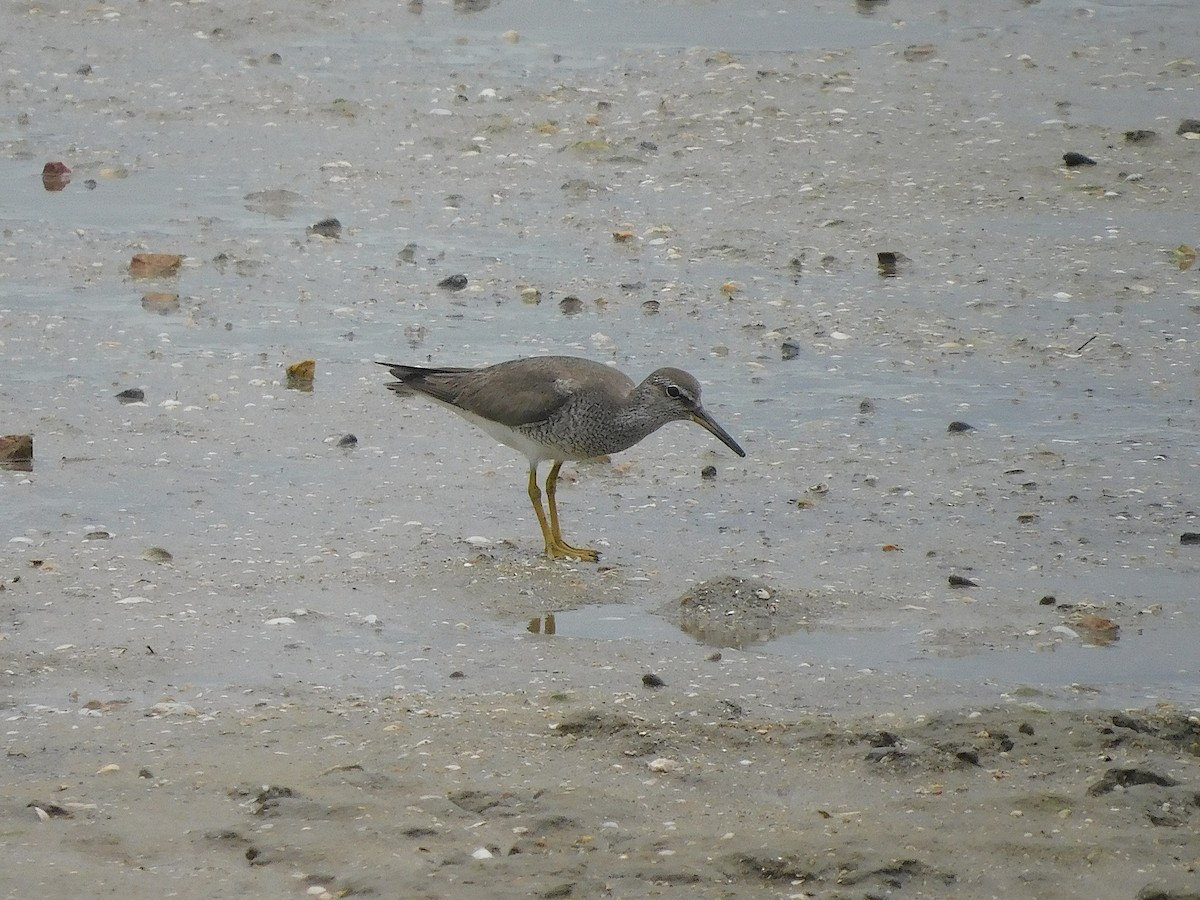 Chevalier de Sibérie - ML647215956