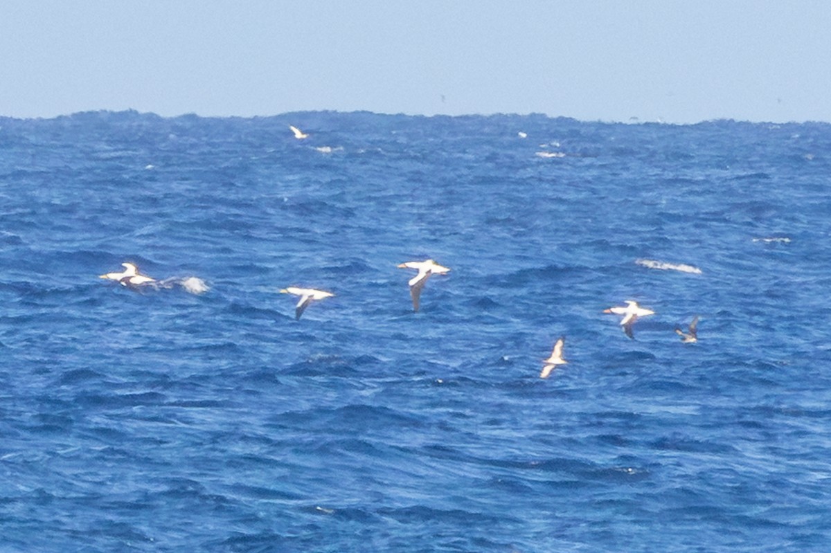 Nazca Booby - ML647215981