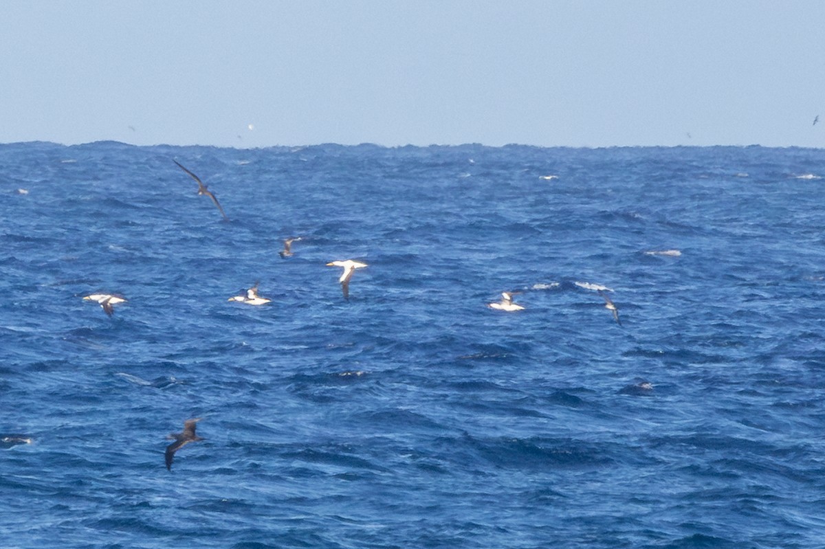 Nazca Booby - ML647215982