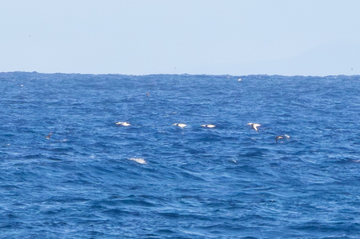 Nazca Booby - ML647215983