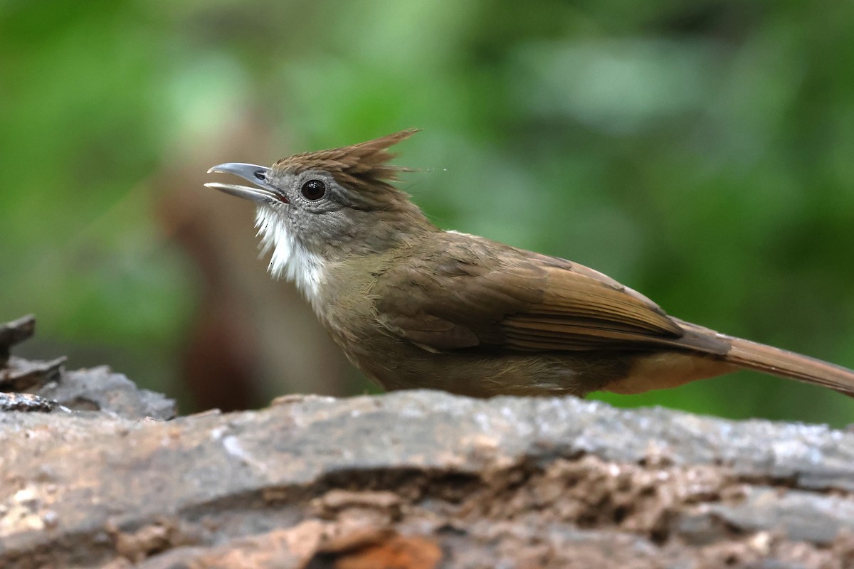 Ochraceous Bulbul - ML647215985