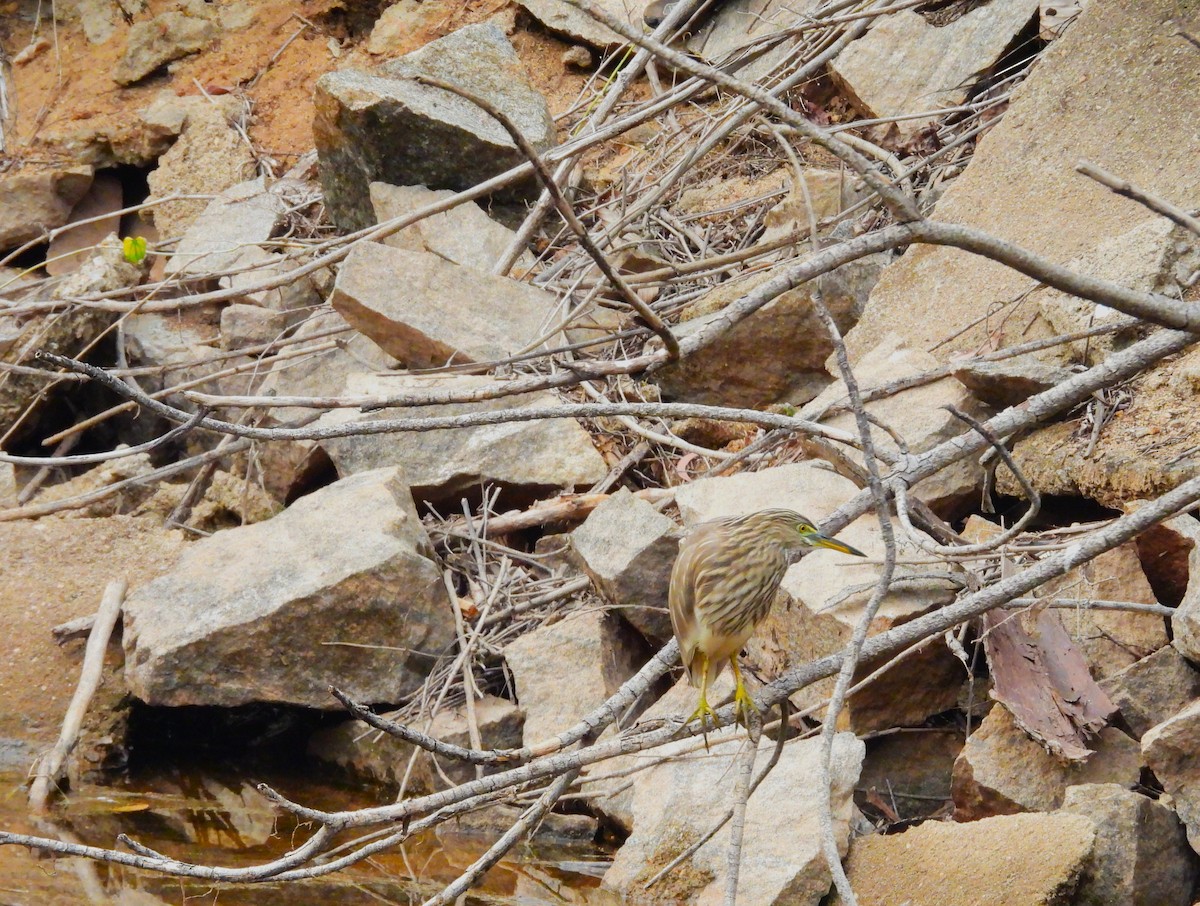 Indian Pond-Heron - ML647215990