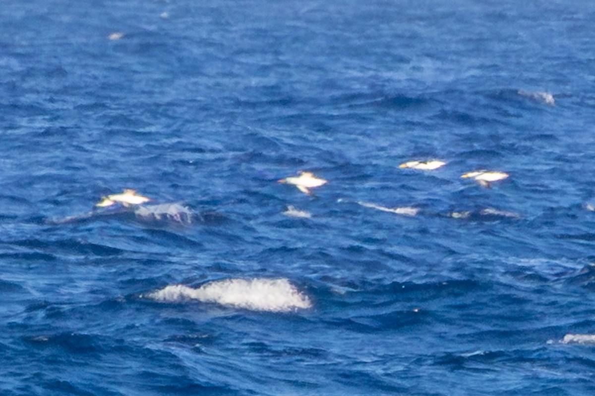 Nazca Booby - ML647215999