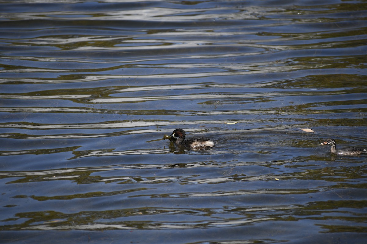 Australasian Grebe - ML647216001