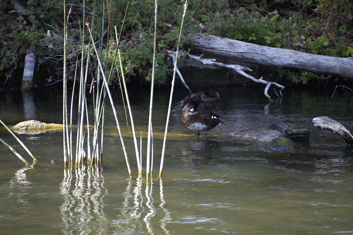 Hardhead - ML647216006