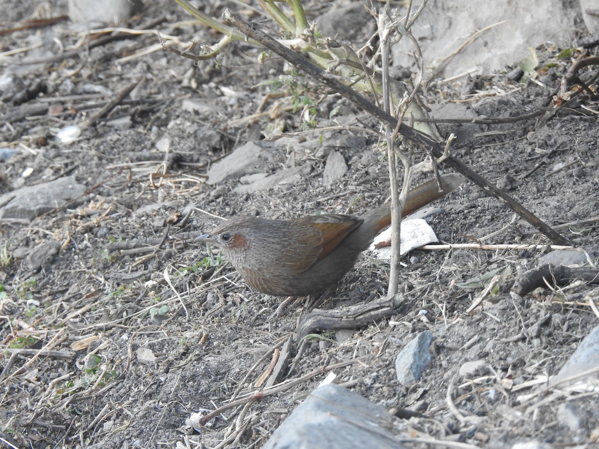 Streaked Laughingthrush - ML647216013