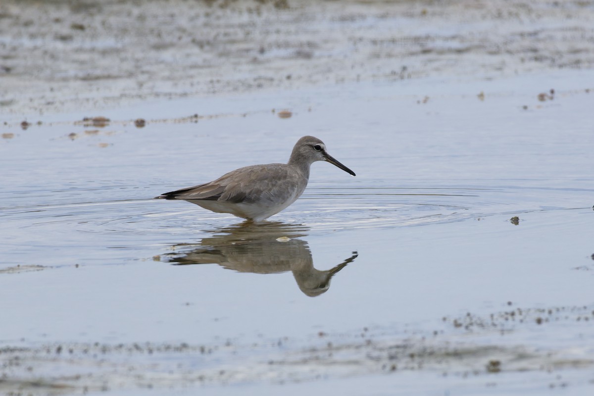 Chevalier de Sibérie - ML647216035