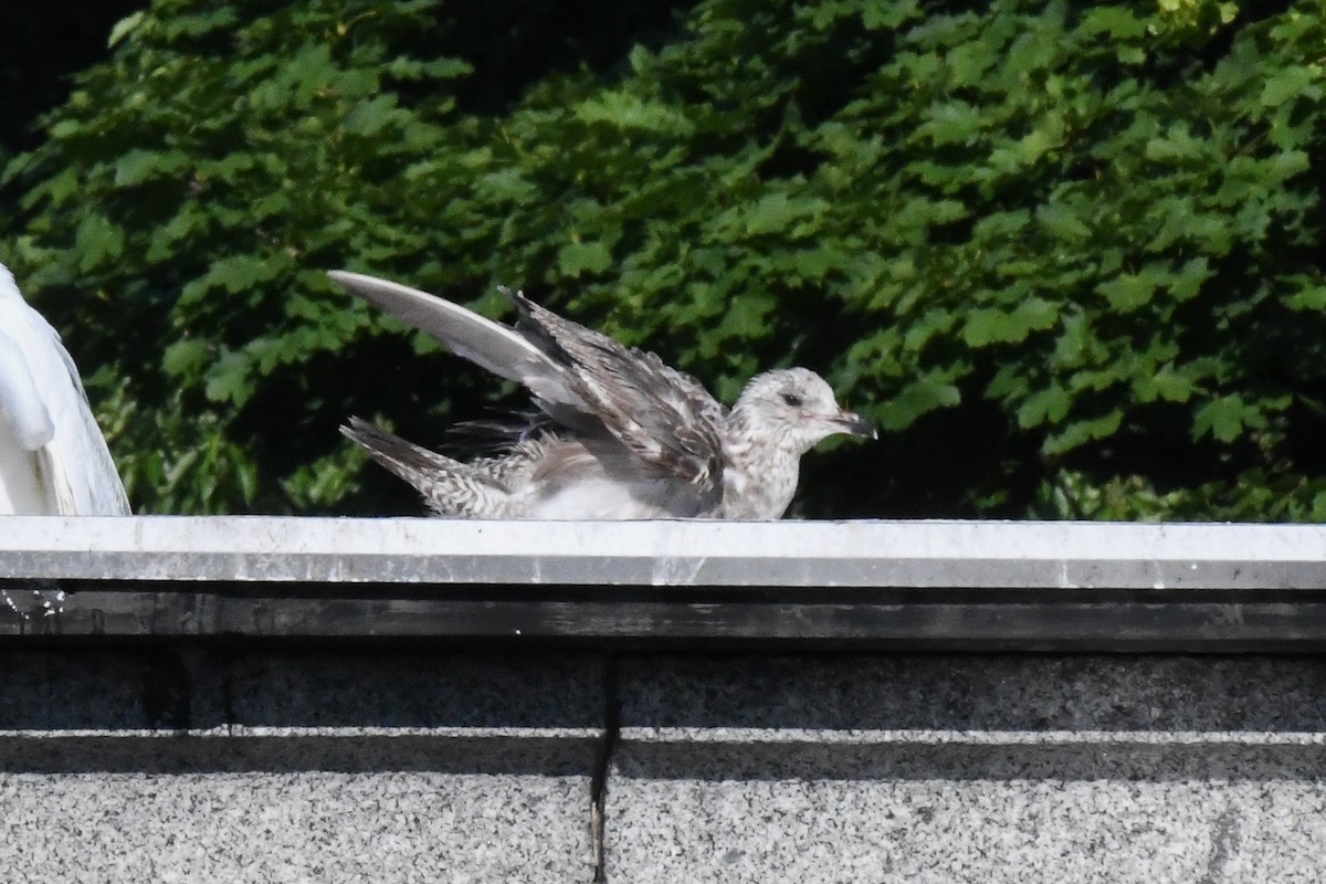 American Herring Gull - ML647216044