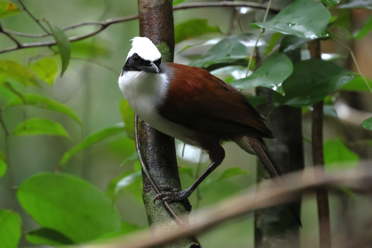 White-crested Laughingthrush - ML647216047