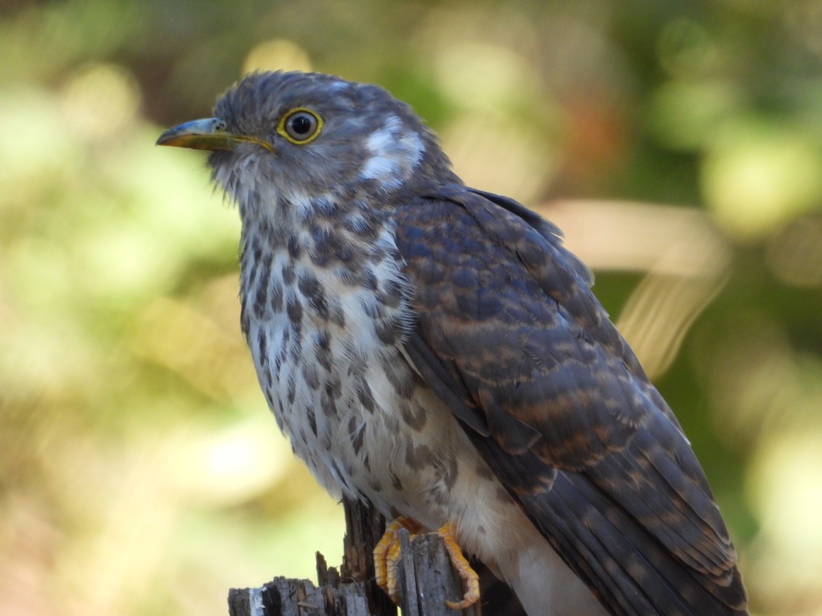 Coucou shikra - ML647216099