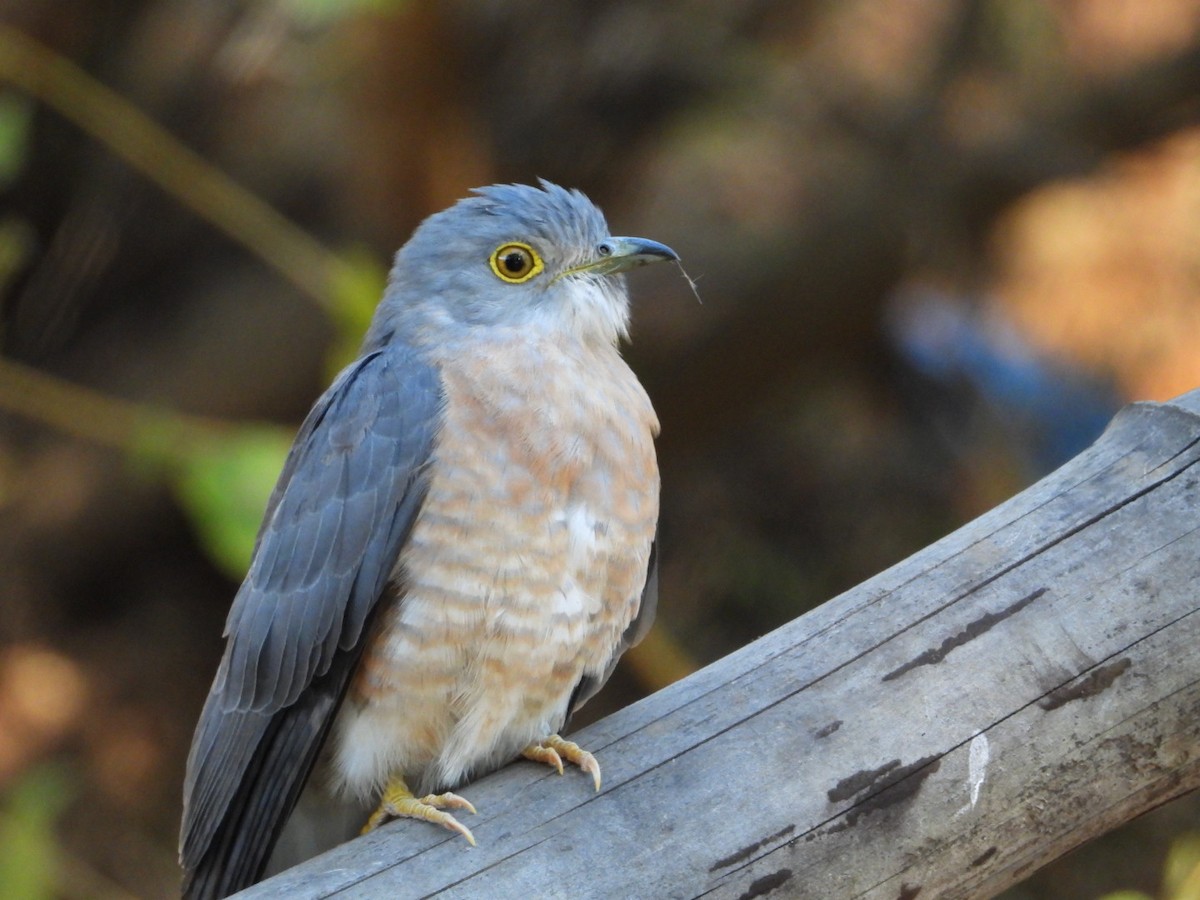 Coucou shikra - ML647216100