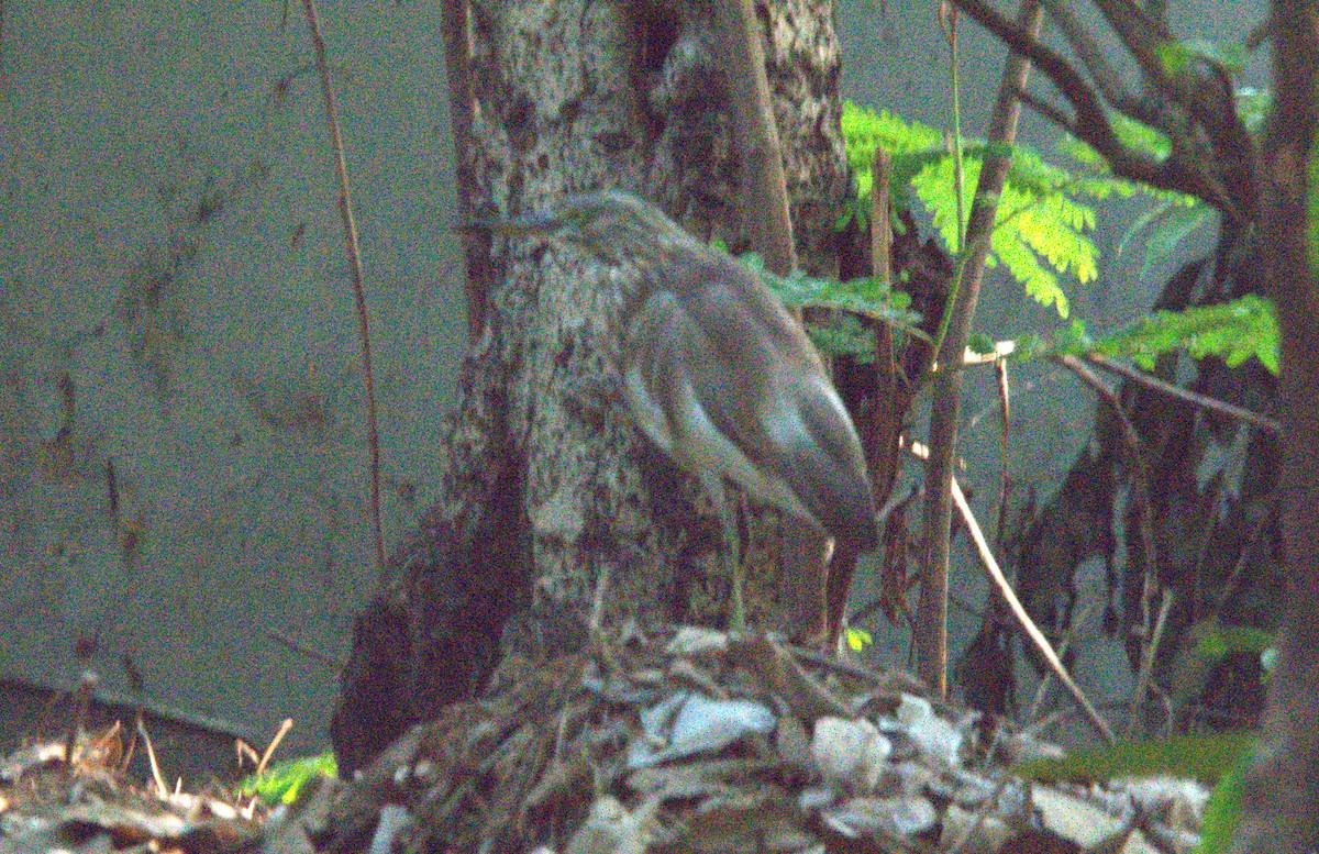 Indian Pond-Heron - ML647216101