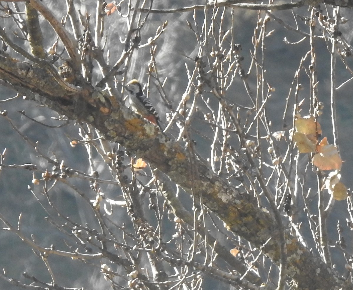 bergspett - ML647216110